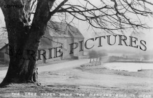 Tolpuddle, The Martyrs Tree c1900