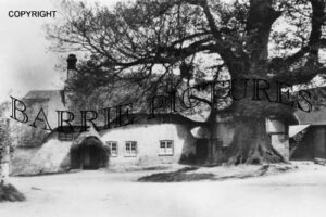 Fontmell Magna, Gossips Tree c1910
