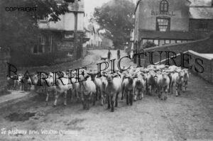 Wootton Courtenay, Village c1910